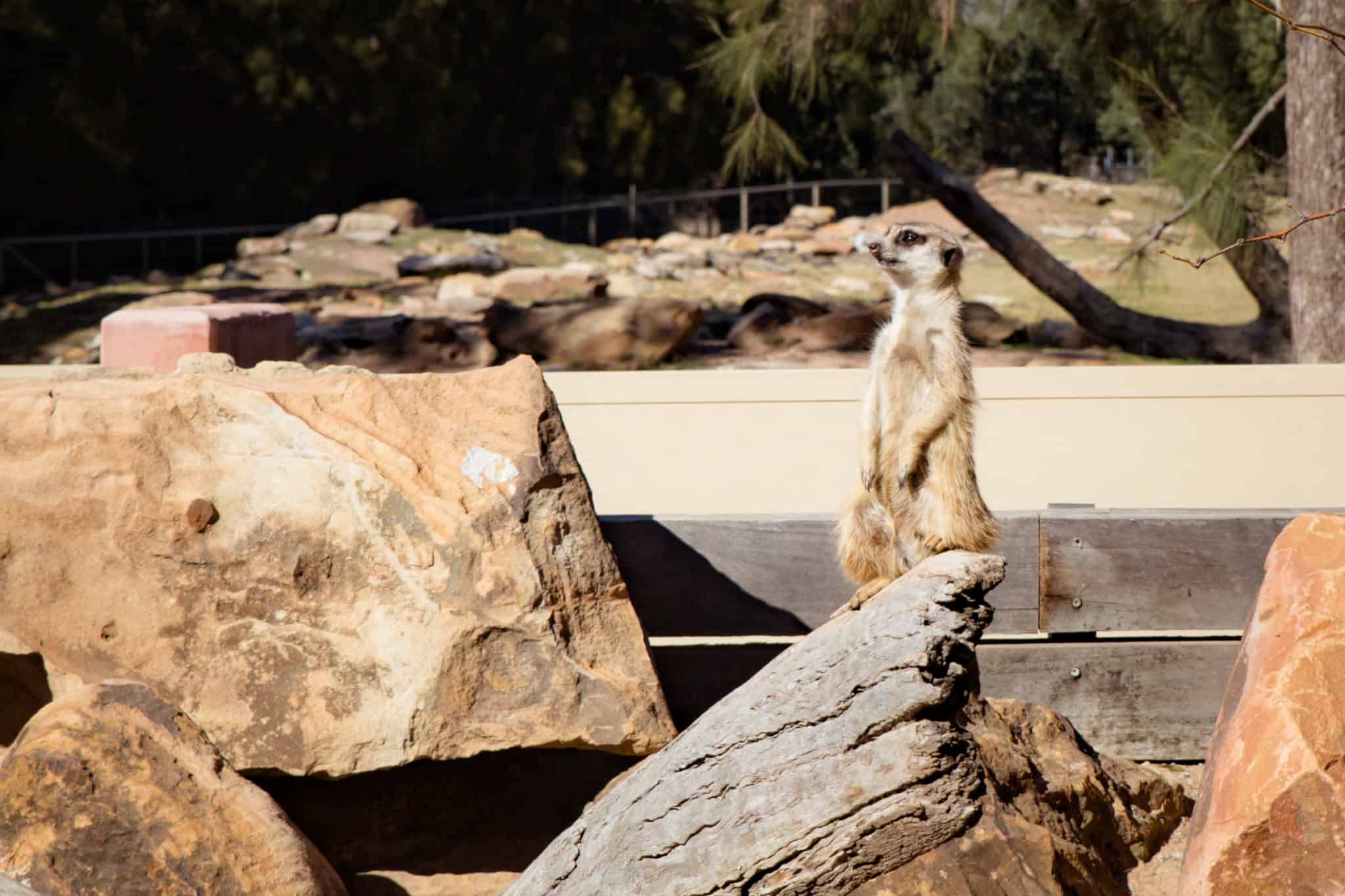 Travel With Meraki- Taronga Western Plains Zoo Dubbo Australia Meerkat